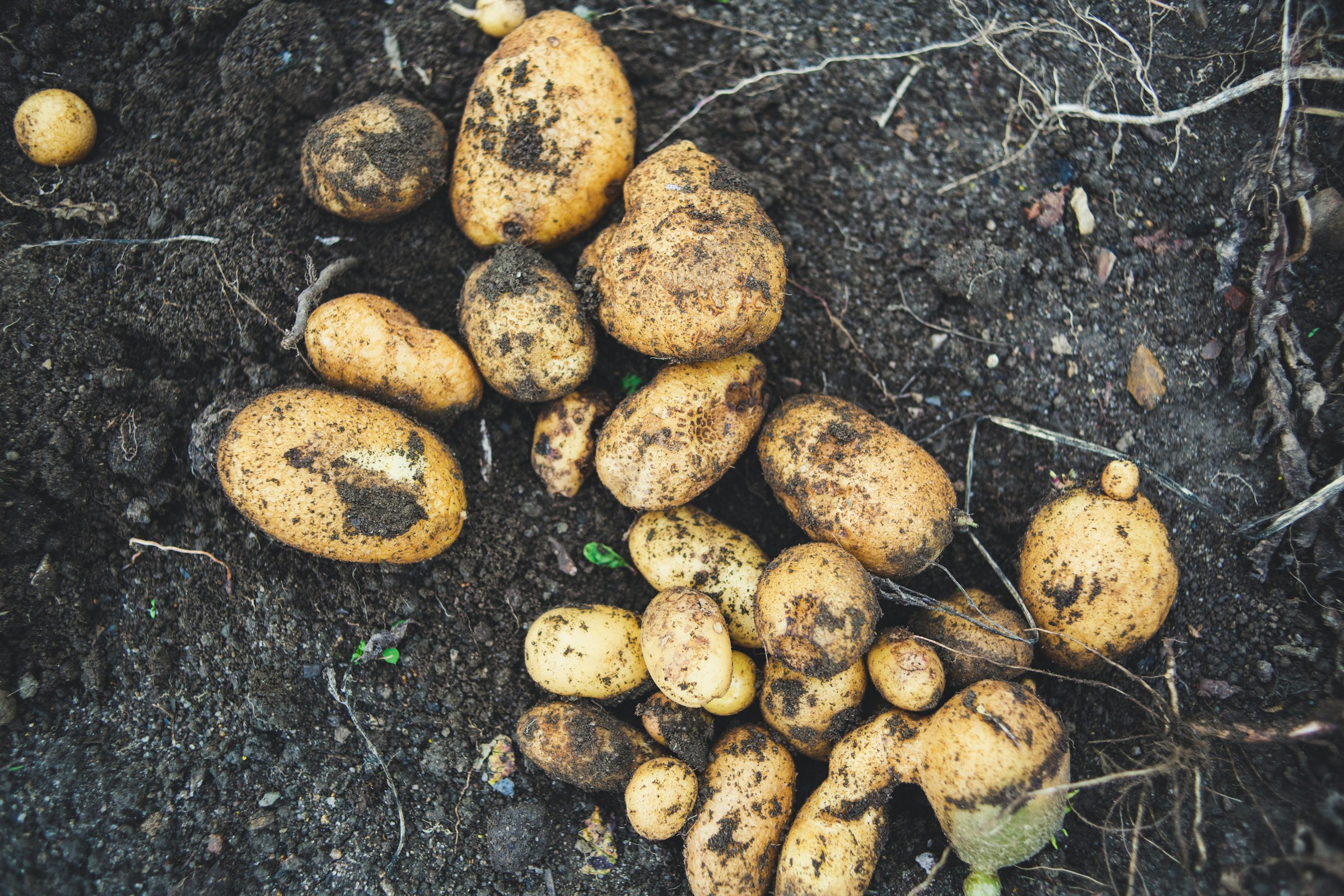 Potatoes in the soil (growing potatoes)