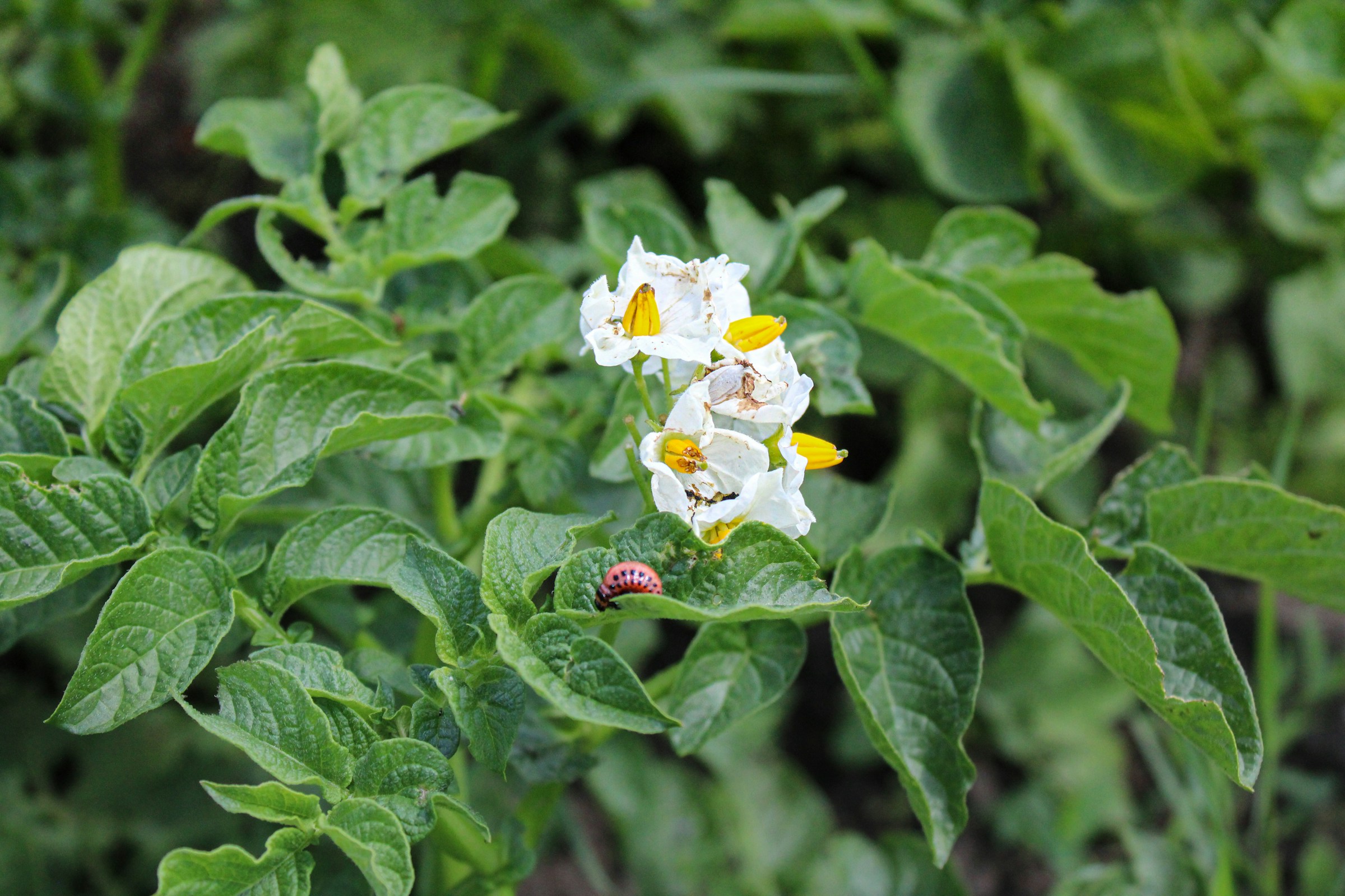 Flowering potato plant with potato beetle larvae 