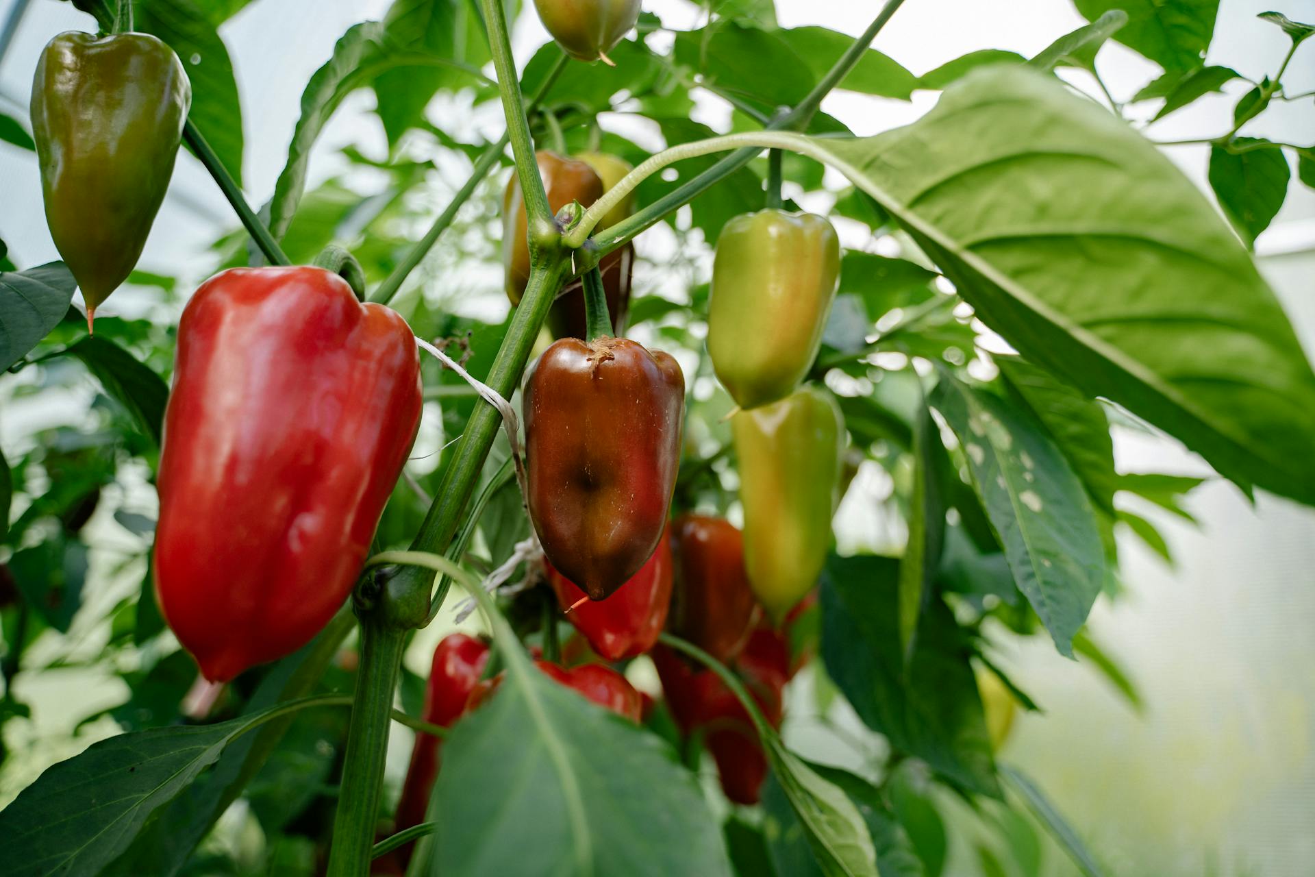 Harvesting and Storing Peppers | Southern Exposure Seed Exchange