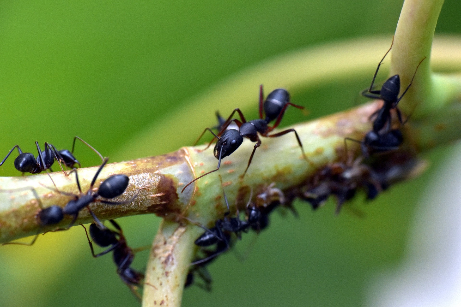 Ants On Your Plants: Are They Bad For The Garden? 