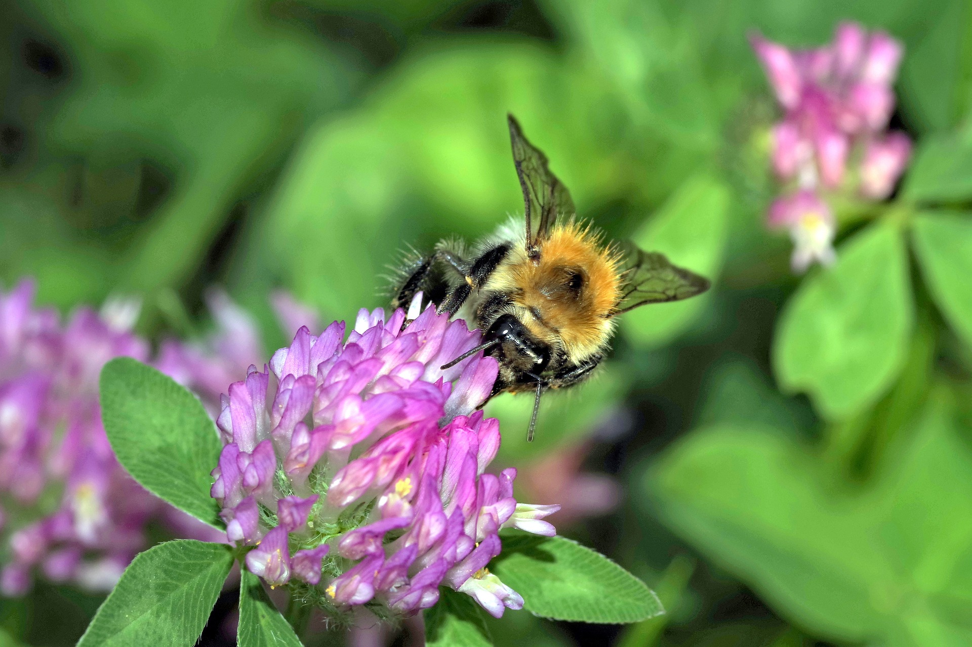 Bumblebee on a red clover blossom