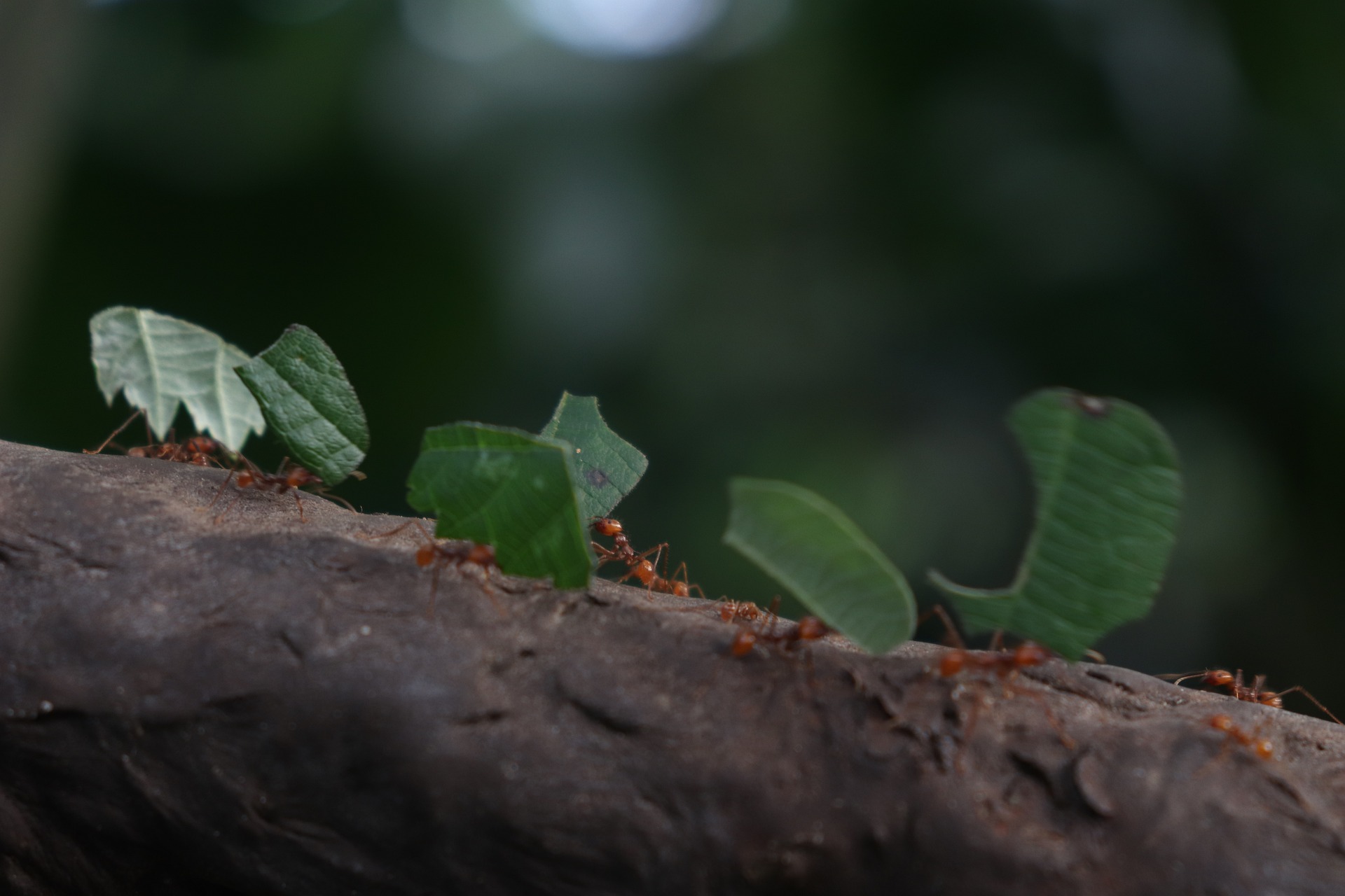 Line of ants carrying leaves