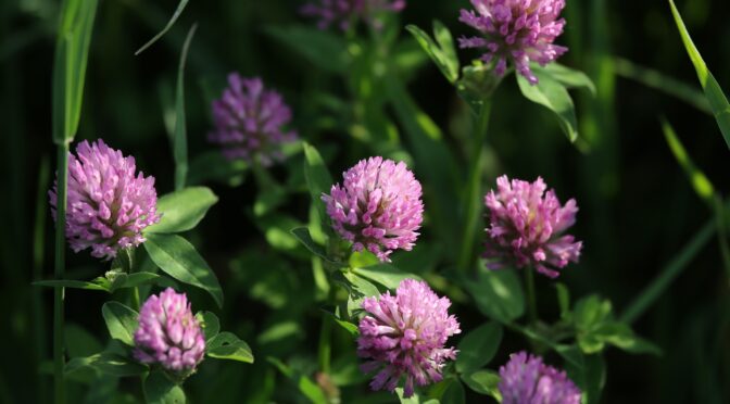 Red Clover: A Cover Crop & Herb