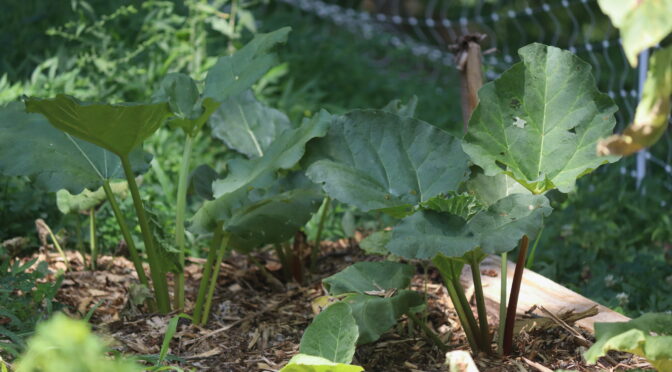 8 Reasons to Grow Rhubarb (Even in the South)