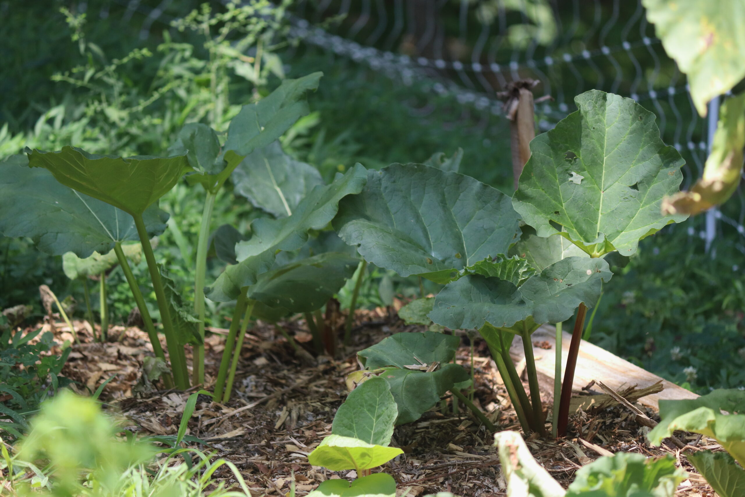 Victoria Rhubarb Plants in a bed