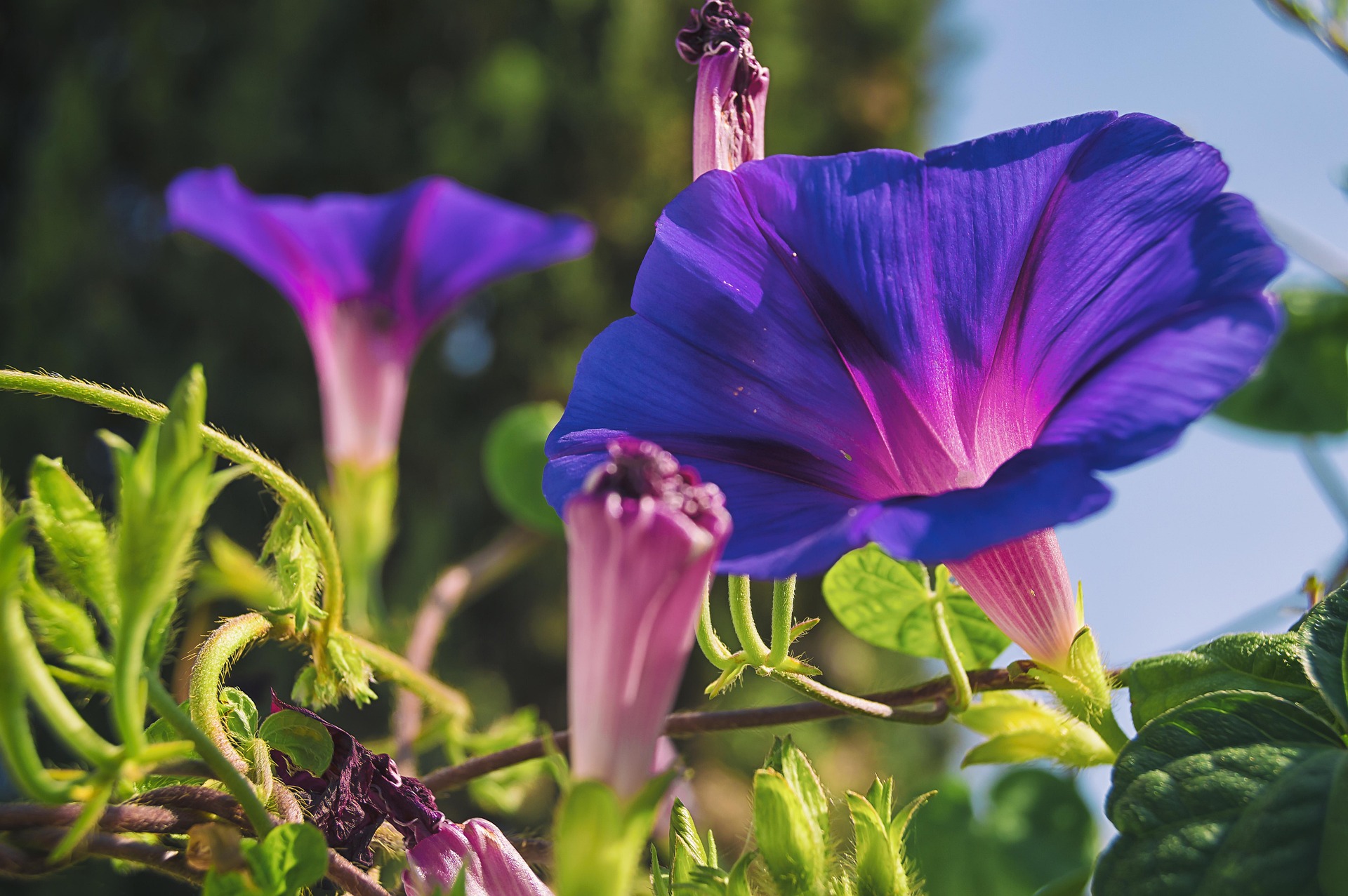 Purple Morning Glory blooms