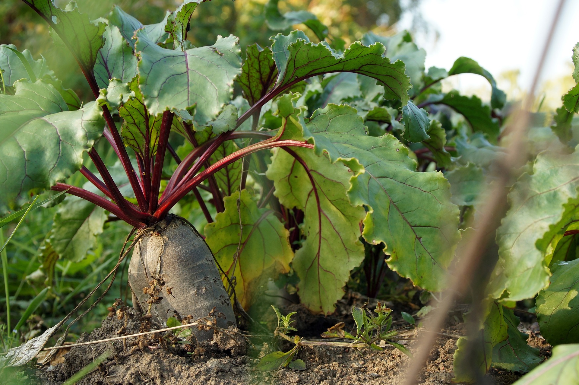 Beets in the fall garden