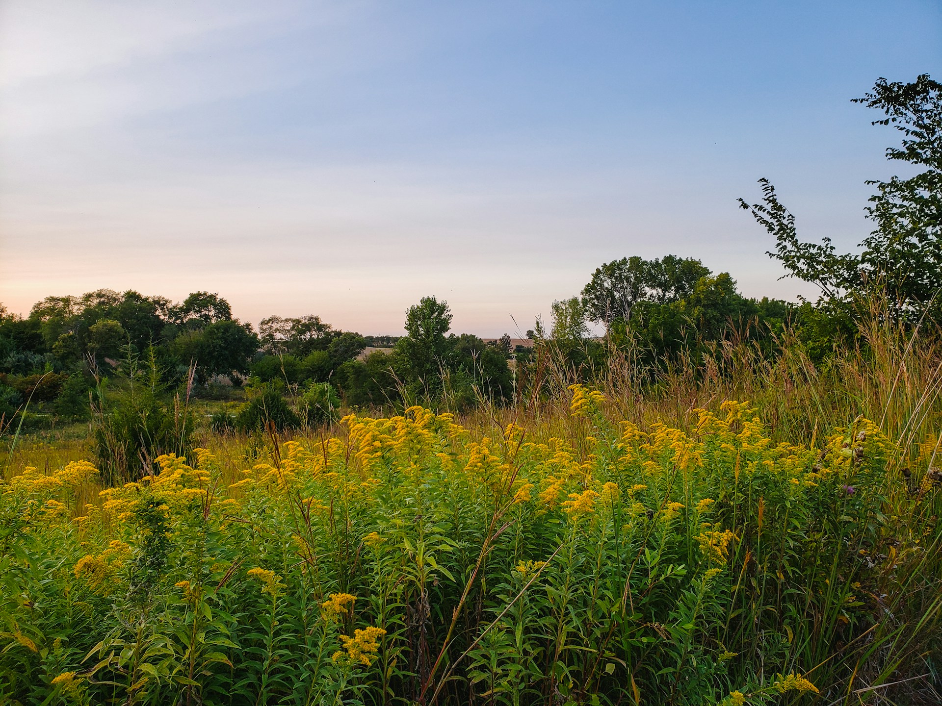 goldenrod (Solidago spp.) in a field