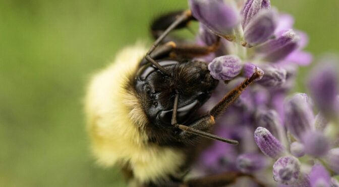 Bumble Bee on purple flower