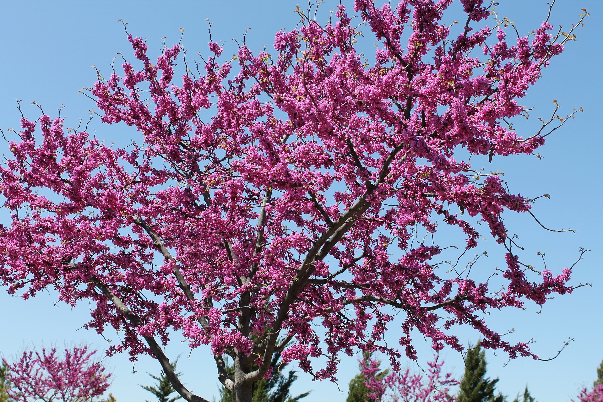 Eastern Redbud (Cercis canadensis)