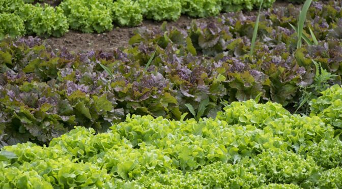 Lettuce in fall garden