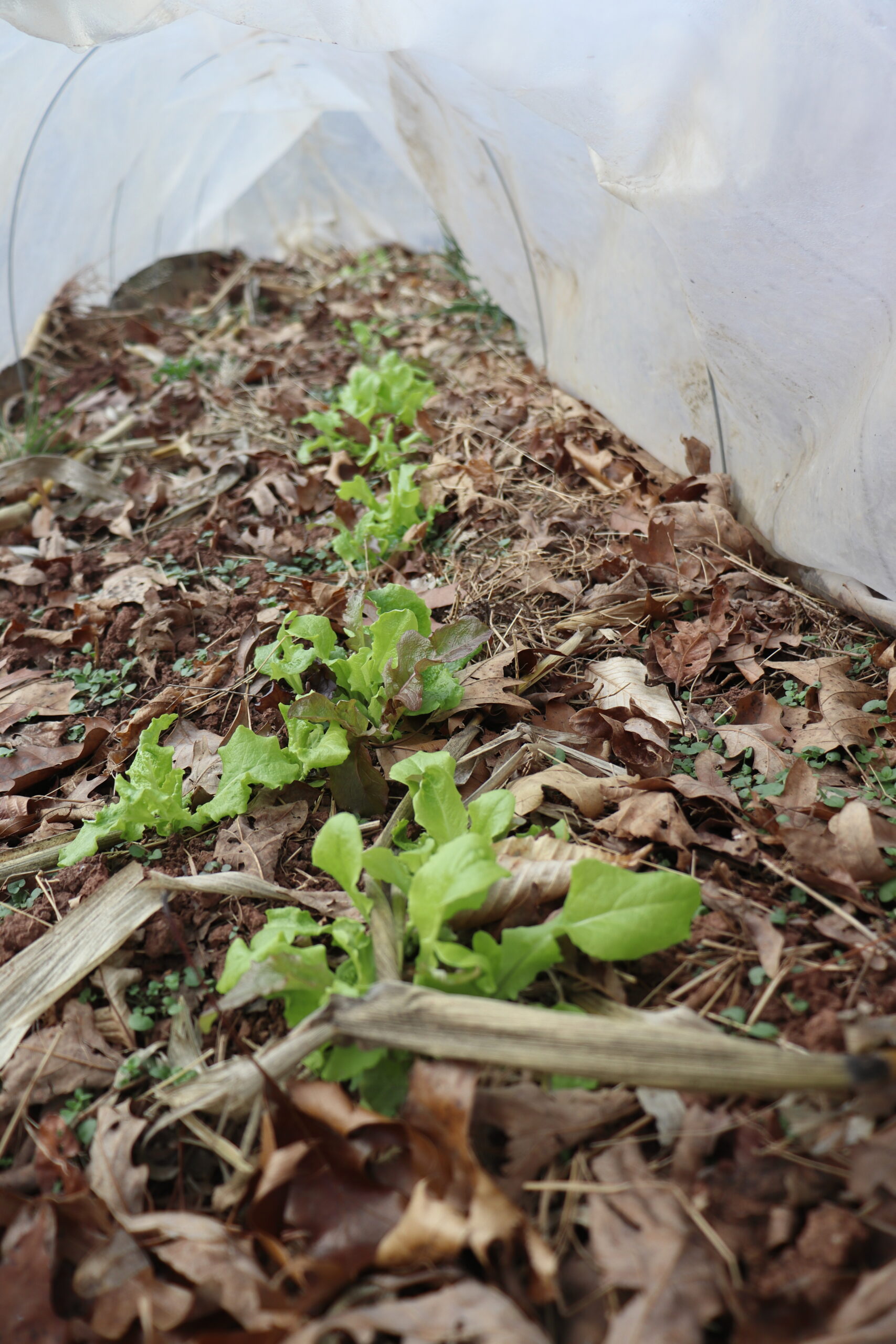 Winter lettuce growing in a low tunnel