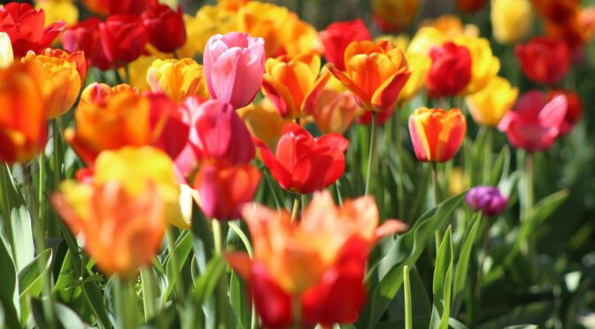 Bulbs and Beyond: Fall Planting for Spring Production