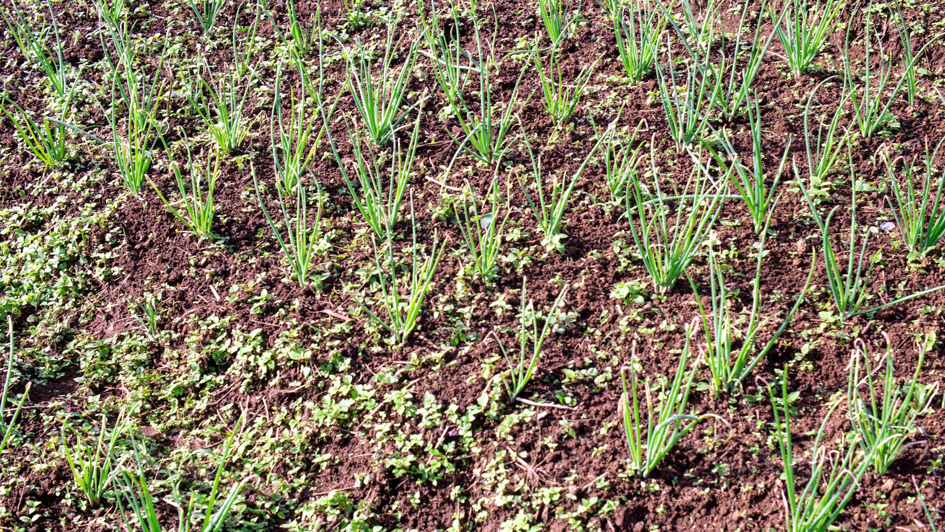 young alliums