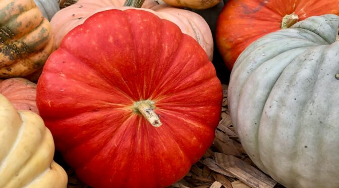 The Autumn Fruit: Pumpkin History, Lore, and Use