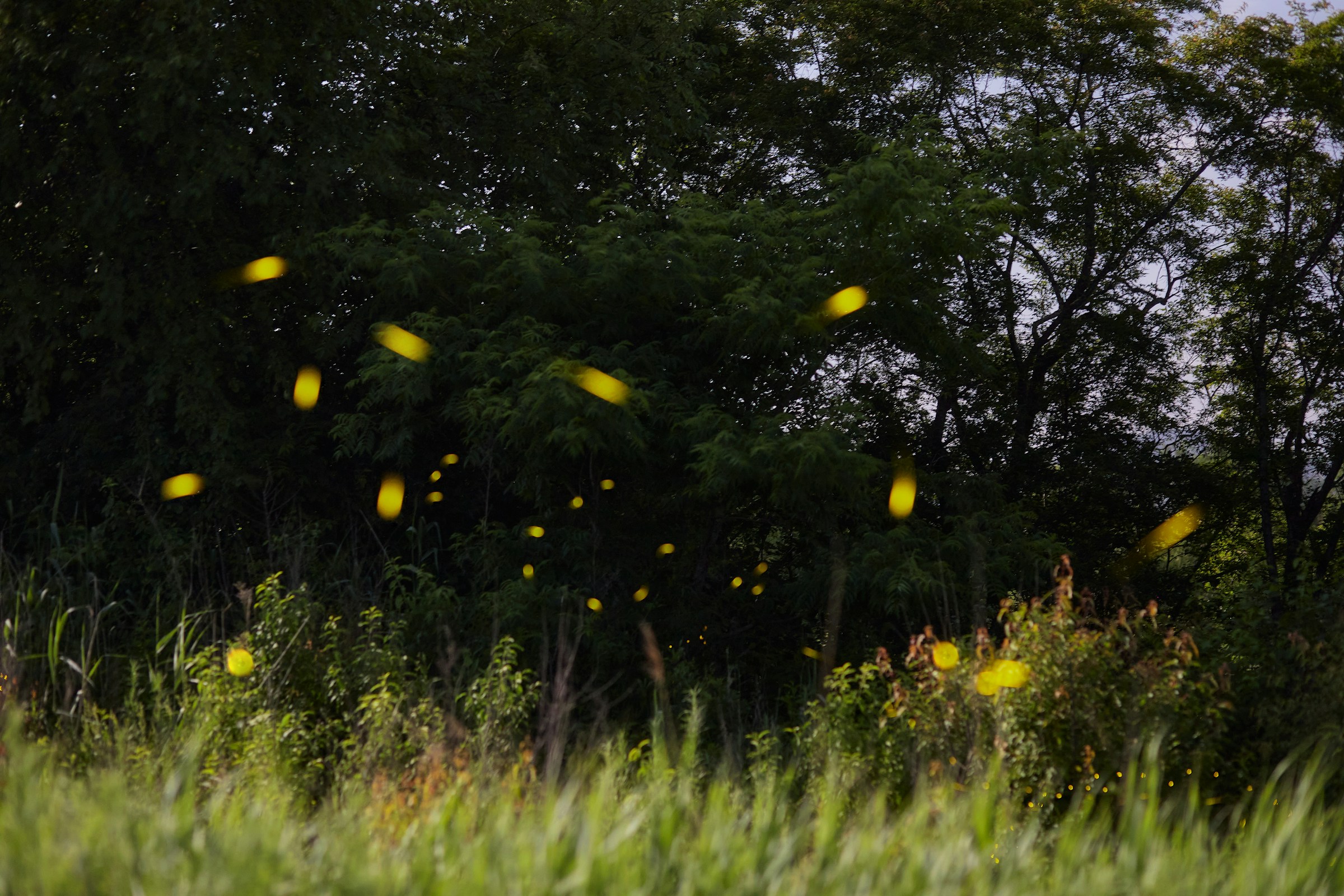 Field of fireflies