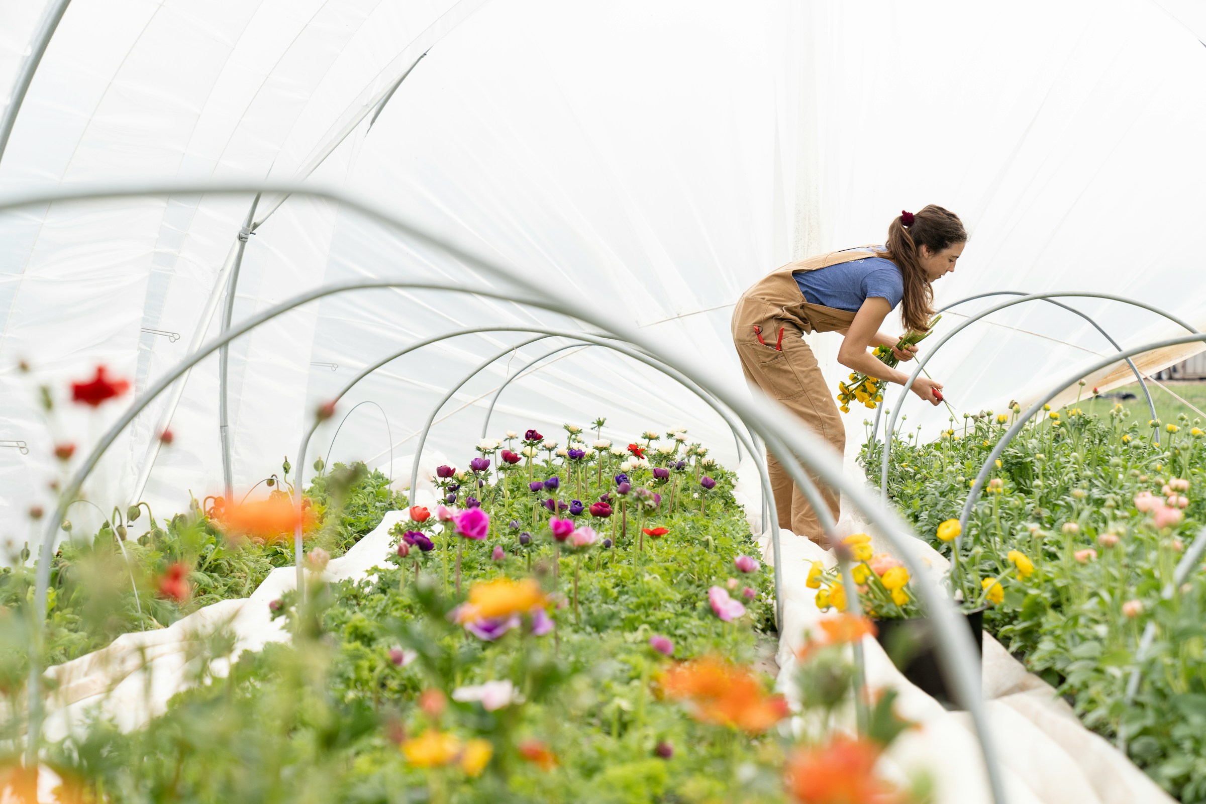 Hoop house with woman harvesting ranunculus