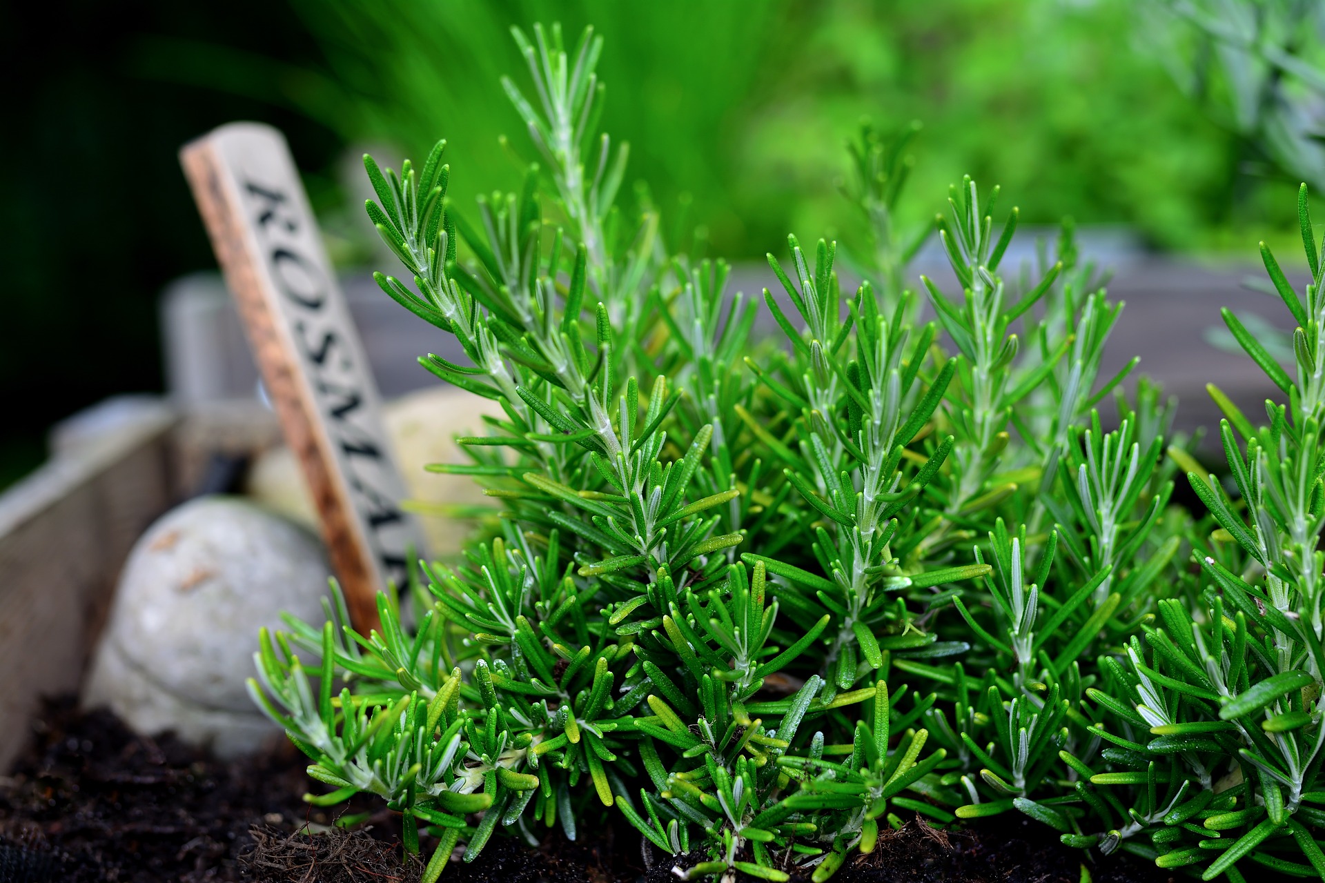 Rosemary plant in a raised bed with wooden label