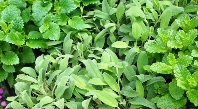 Sage and Lemon Balm (Overwinter Herbs)