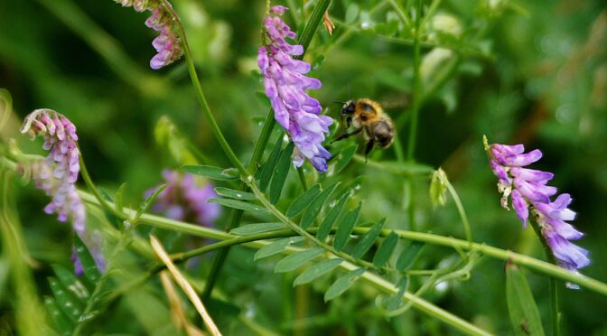 Hairy Vetch (green manure crop)