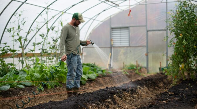 Man watering freshly turned bed in a hoop house or high tunnel