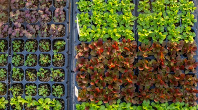 Seedlings in a Hoop House