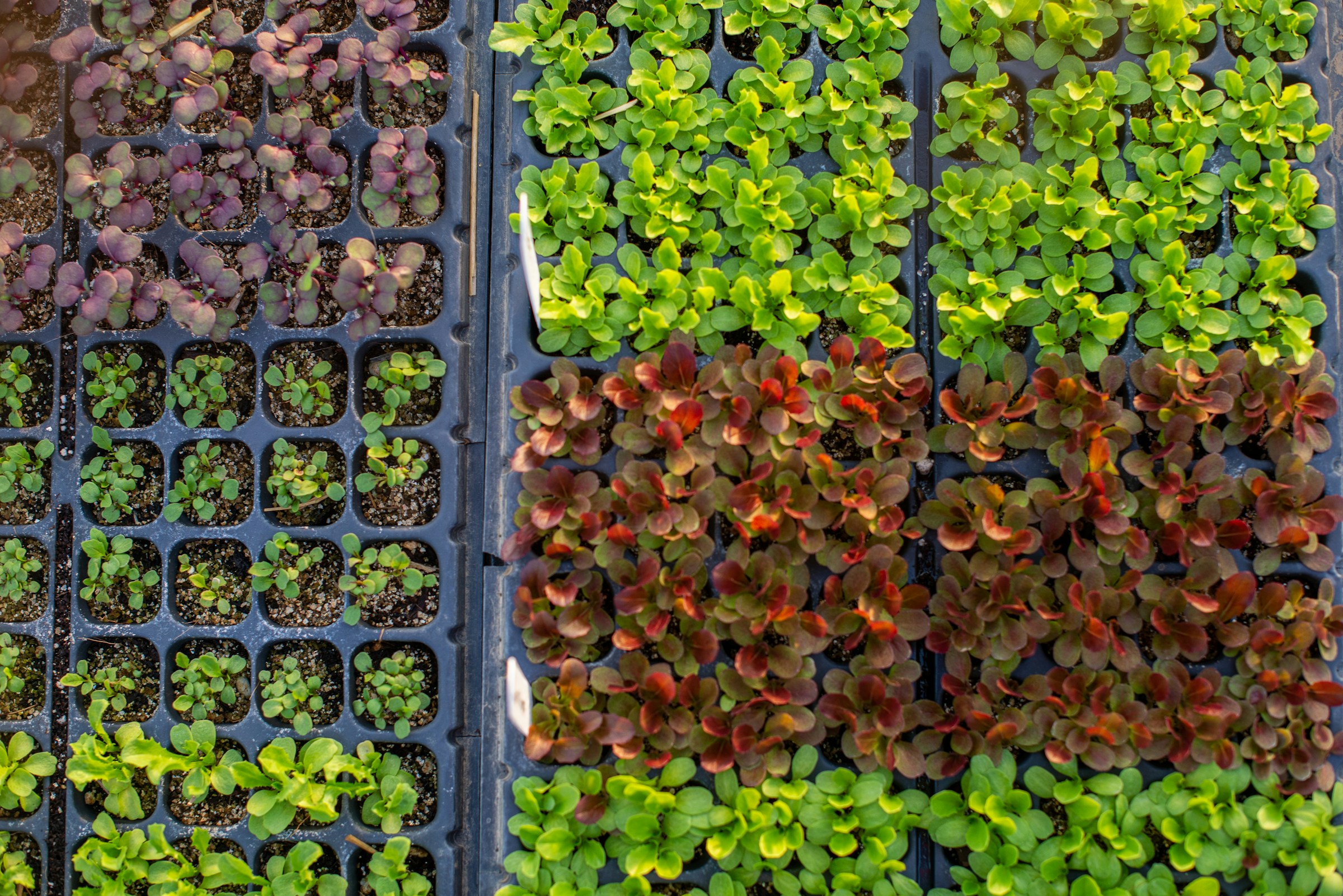 Top down new of colorful seedlings in trays