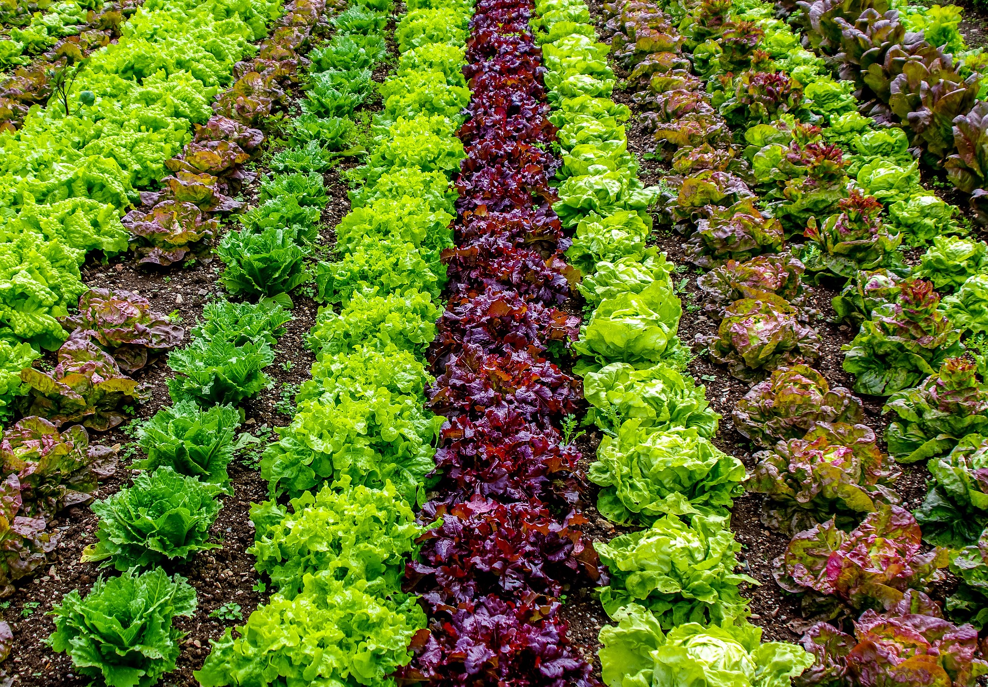 Lettuce Field