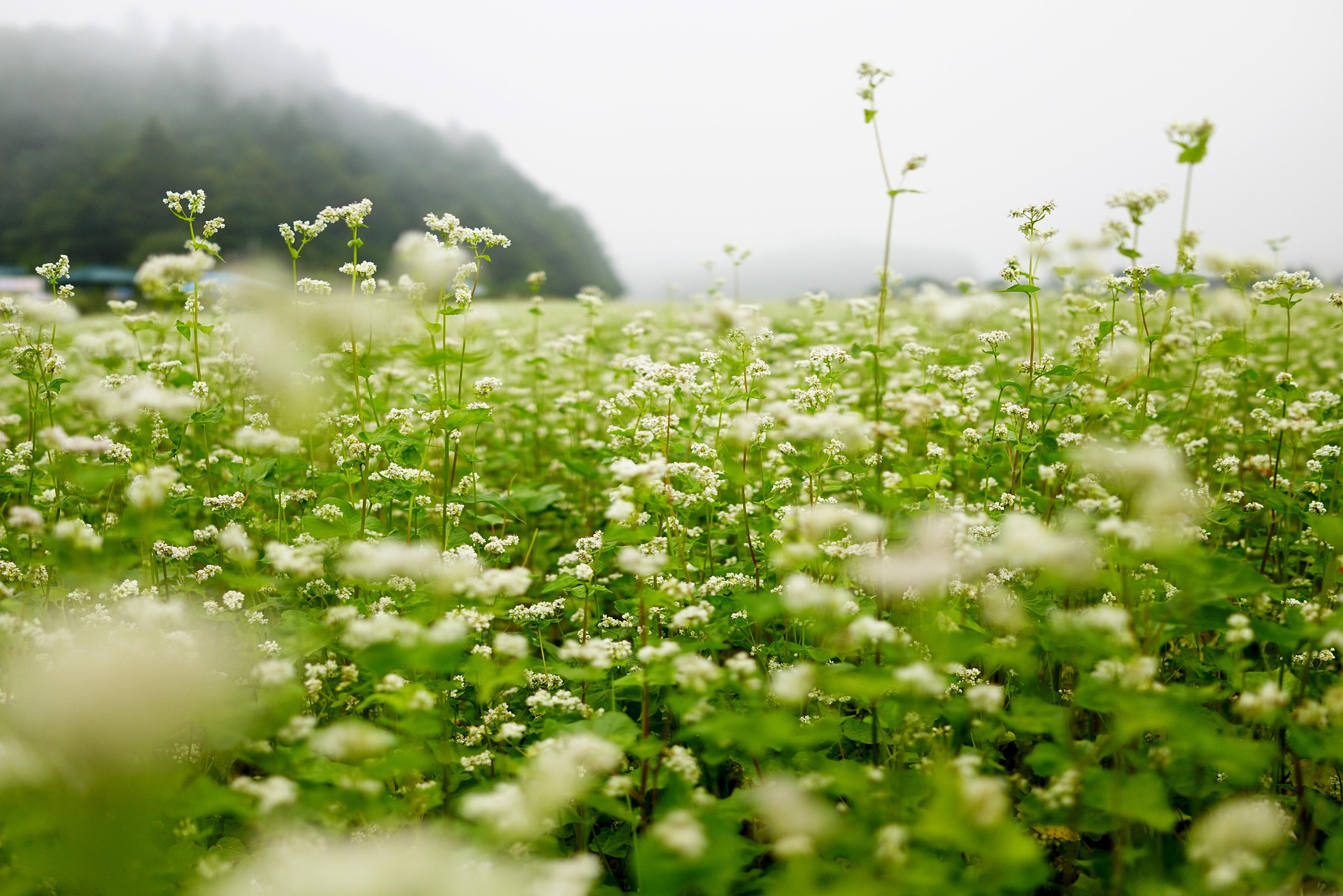 Buckwheat spring cover crops in bloom