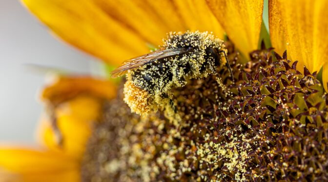 Bee on a sunflower covered with pollen