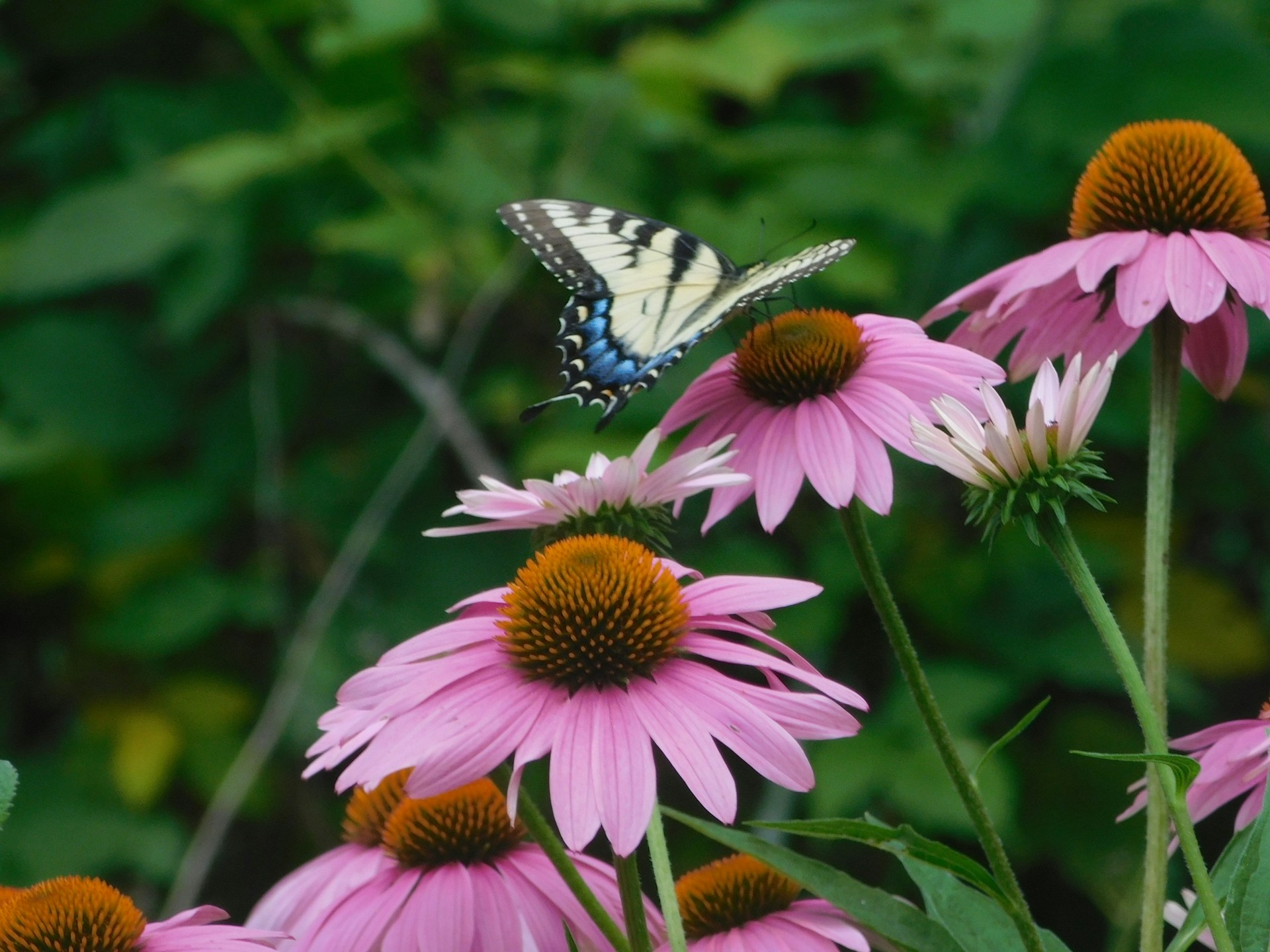 Yellow Swallowtail Butterfly on Purple Coneflower (Echinacea purpurea)