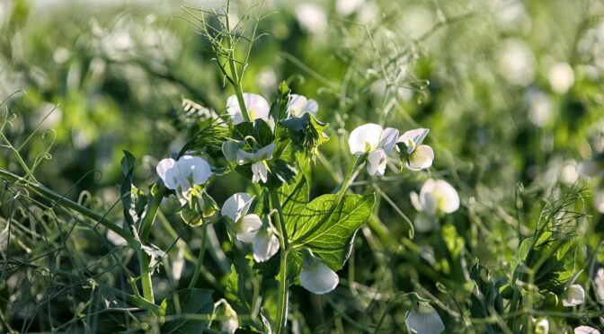 Field peas in bloom