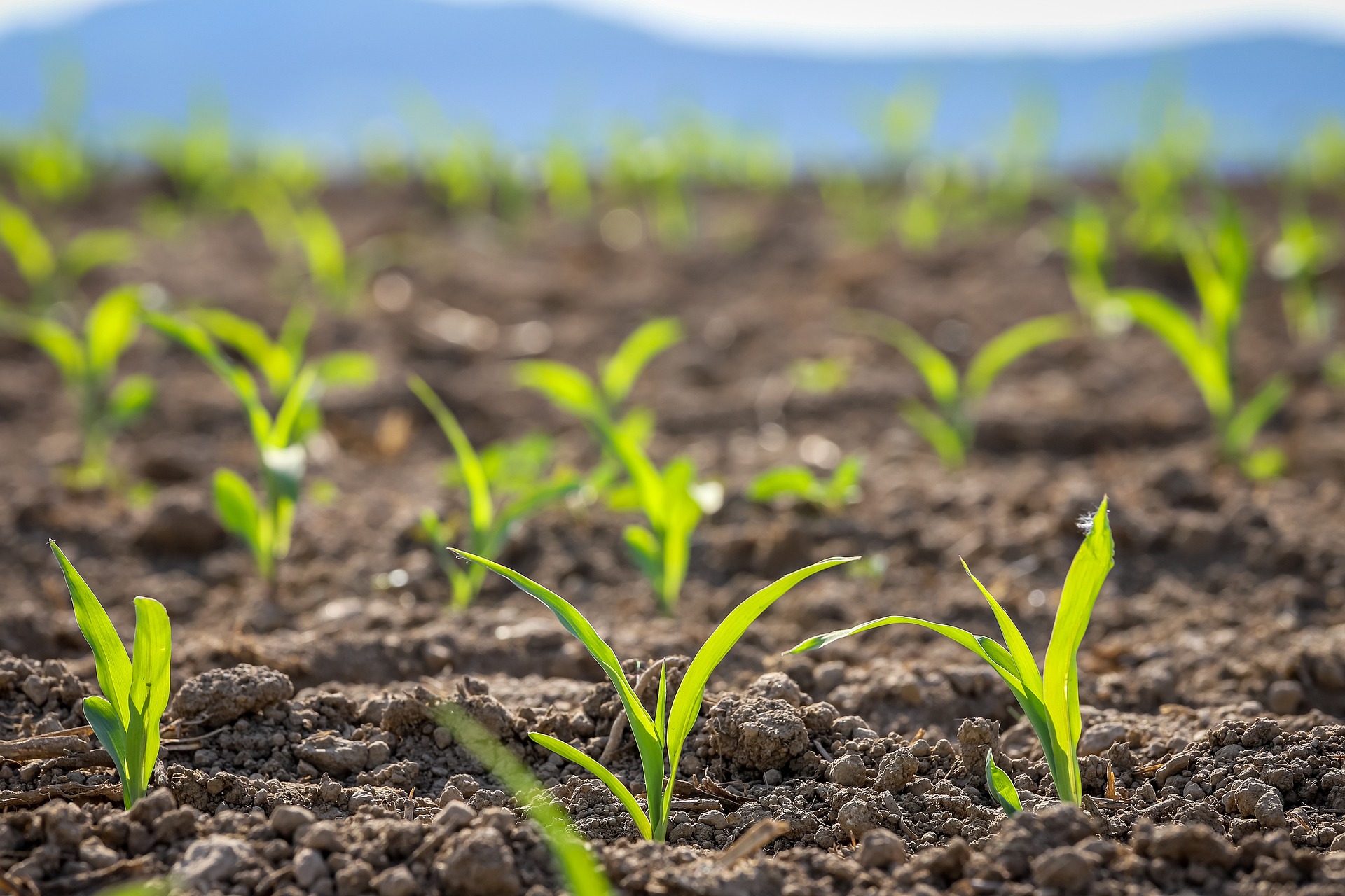 Corn Seedlings in a Field