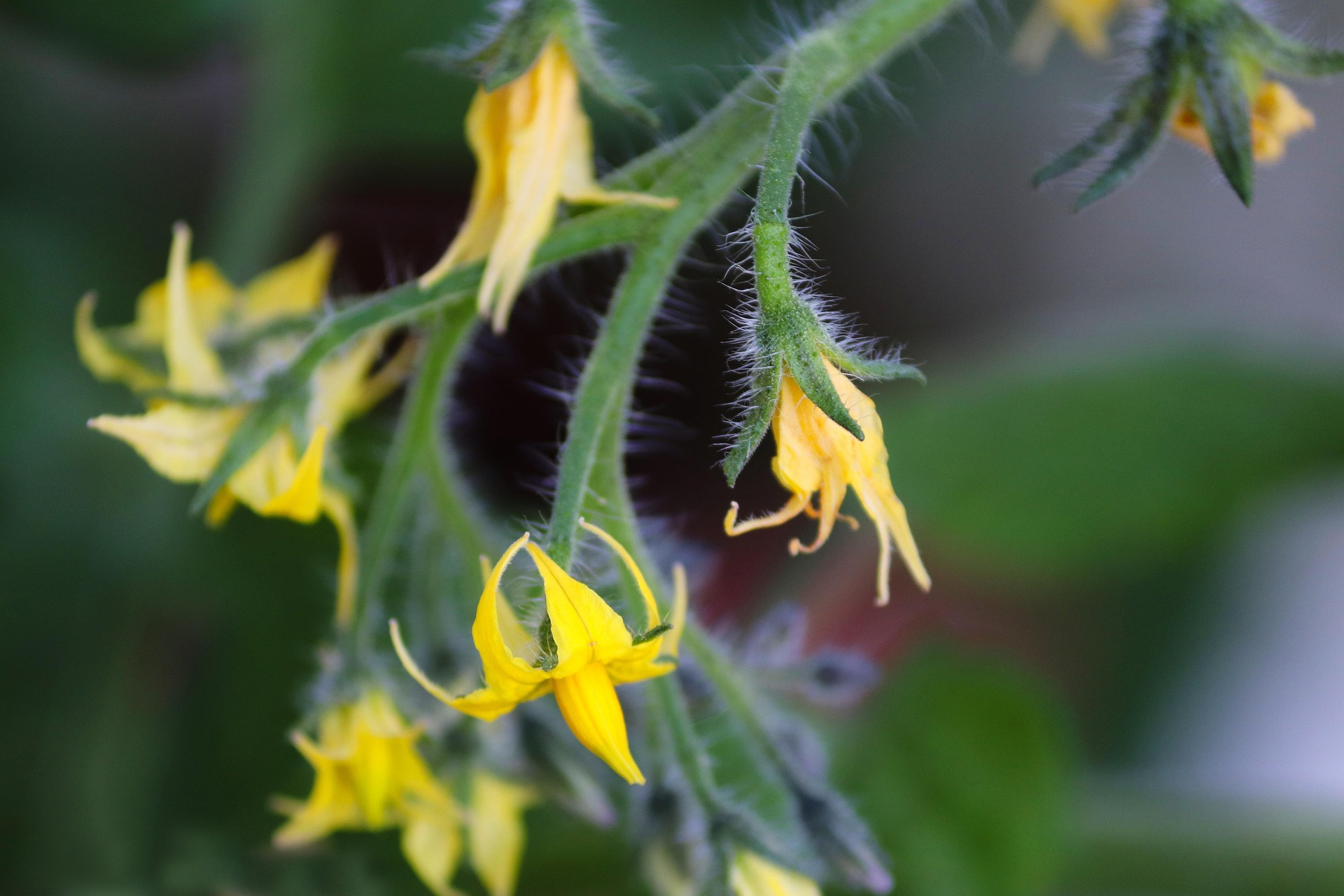 Tomato flowers