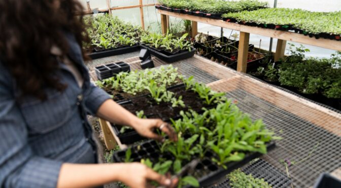 Women pulling seedlings from flats in a greenhouse