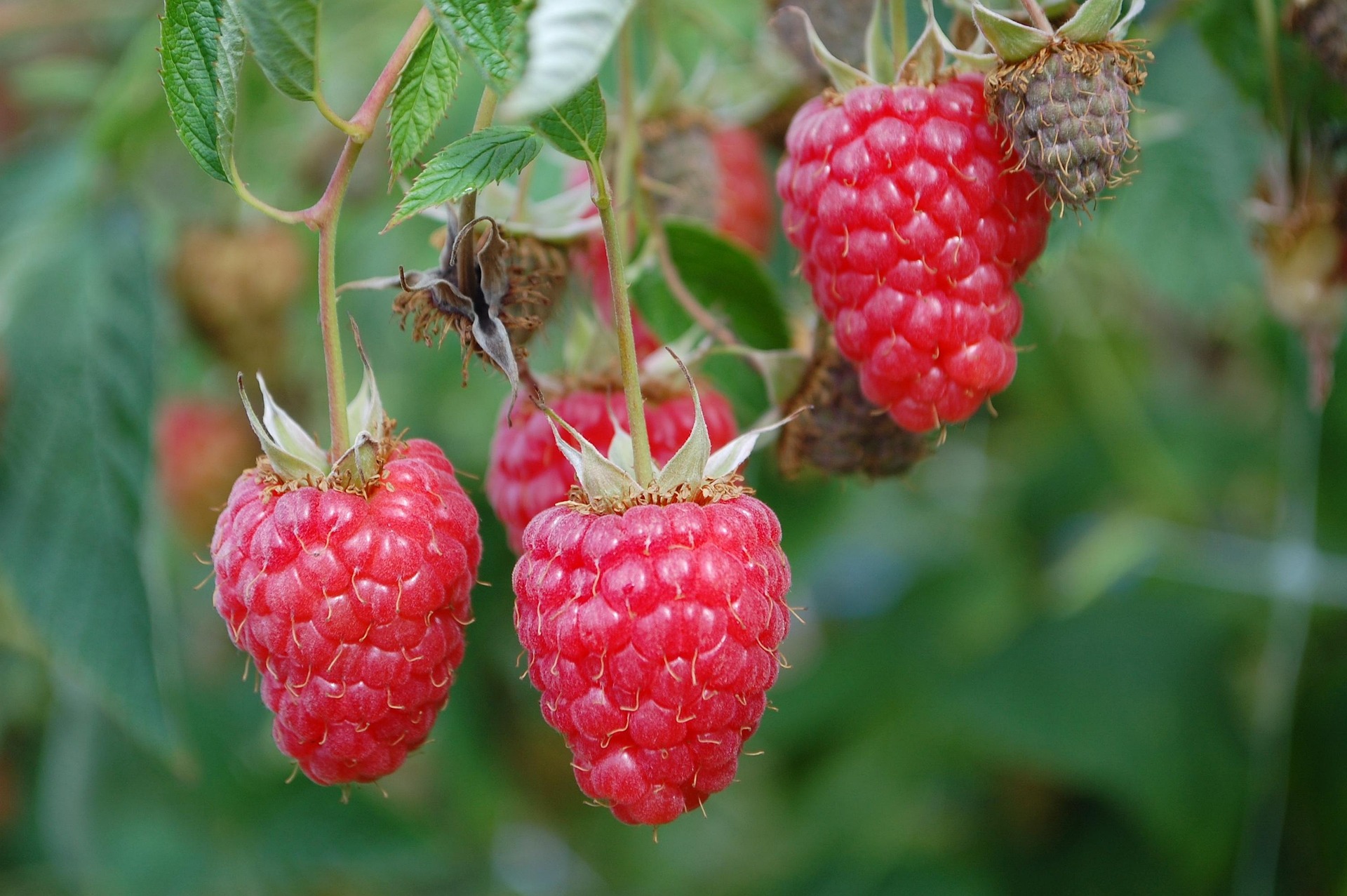 Red raspberry perennials on a bush