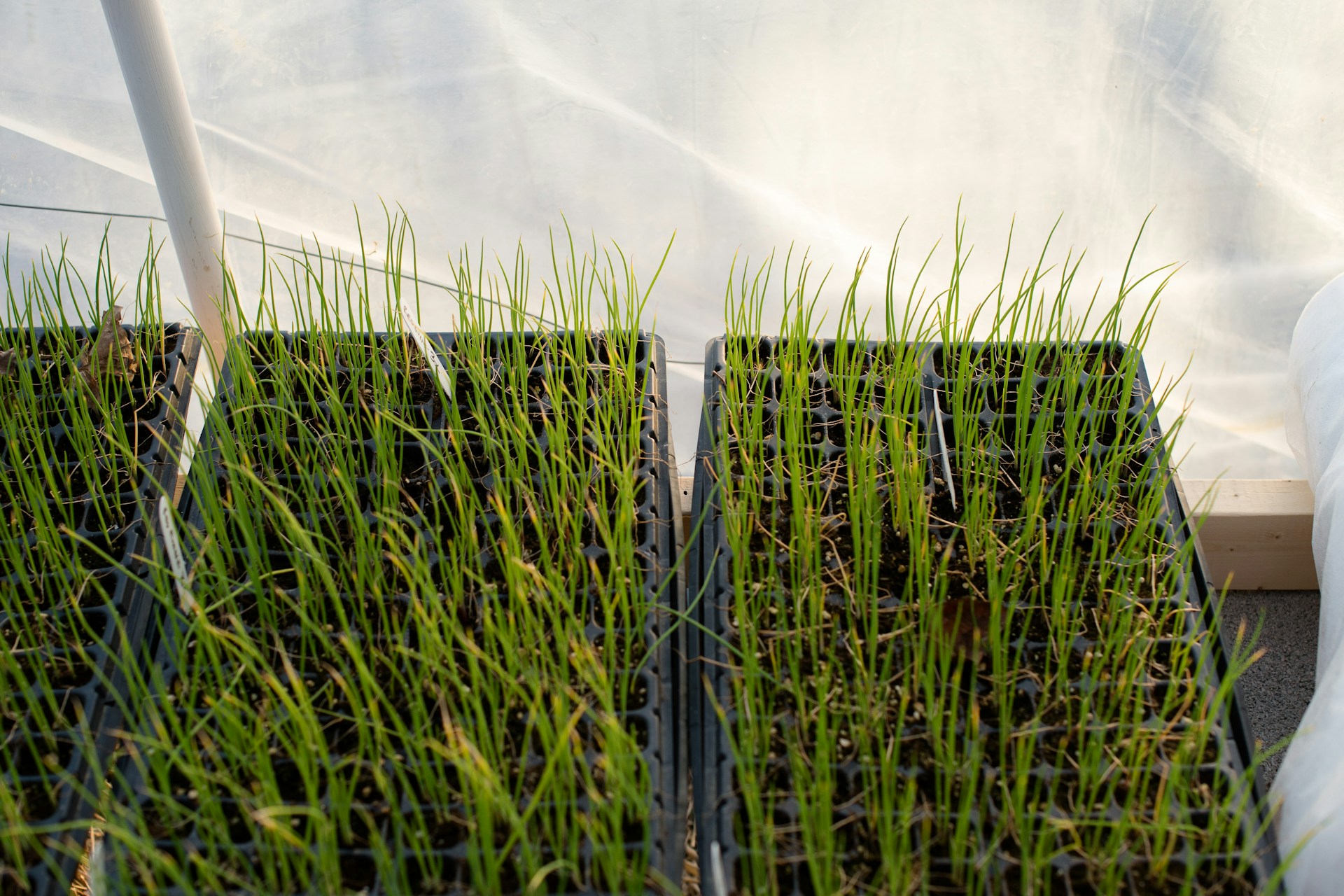 Seedlings in trays