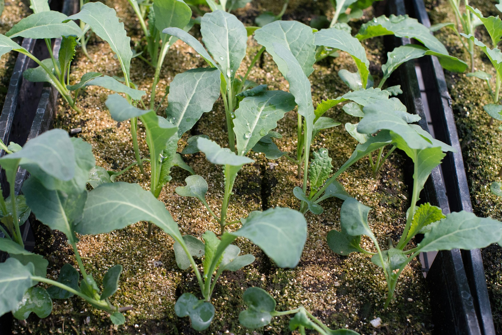 Transplants in a tray