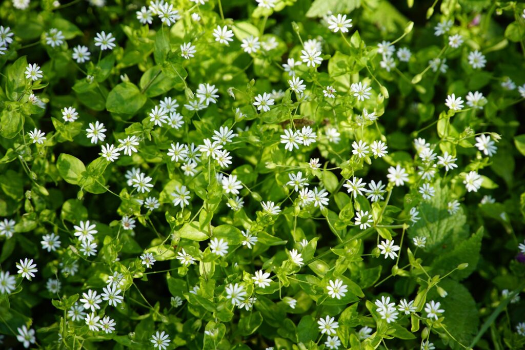 Chickweed (Stellaria media) in bloom