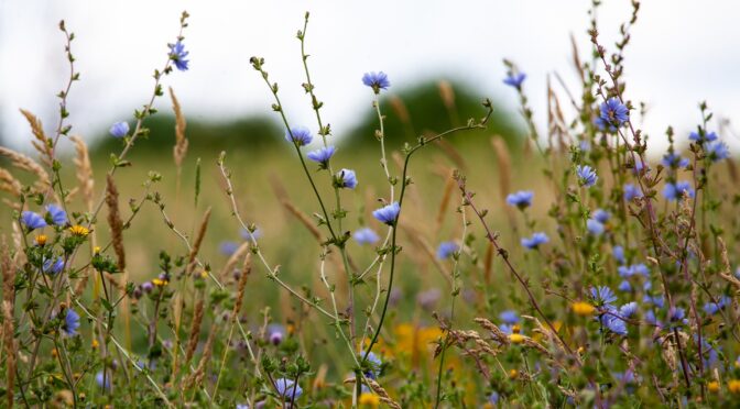 Chicory plants (weeds) blooming in a field