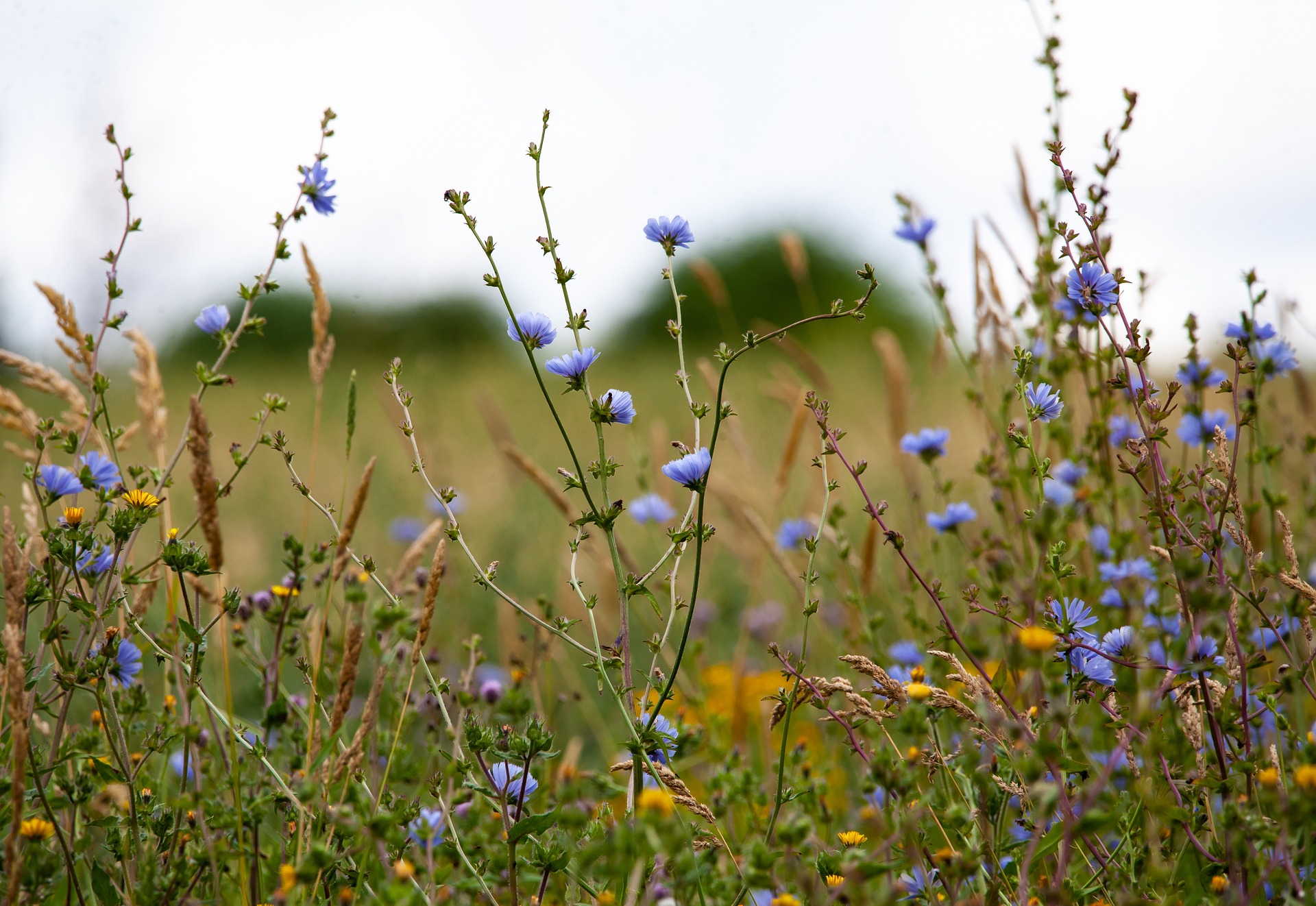 What Can Weeds Inform Us? What Can Weeds Inform Us?