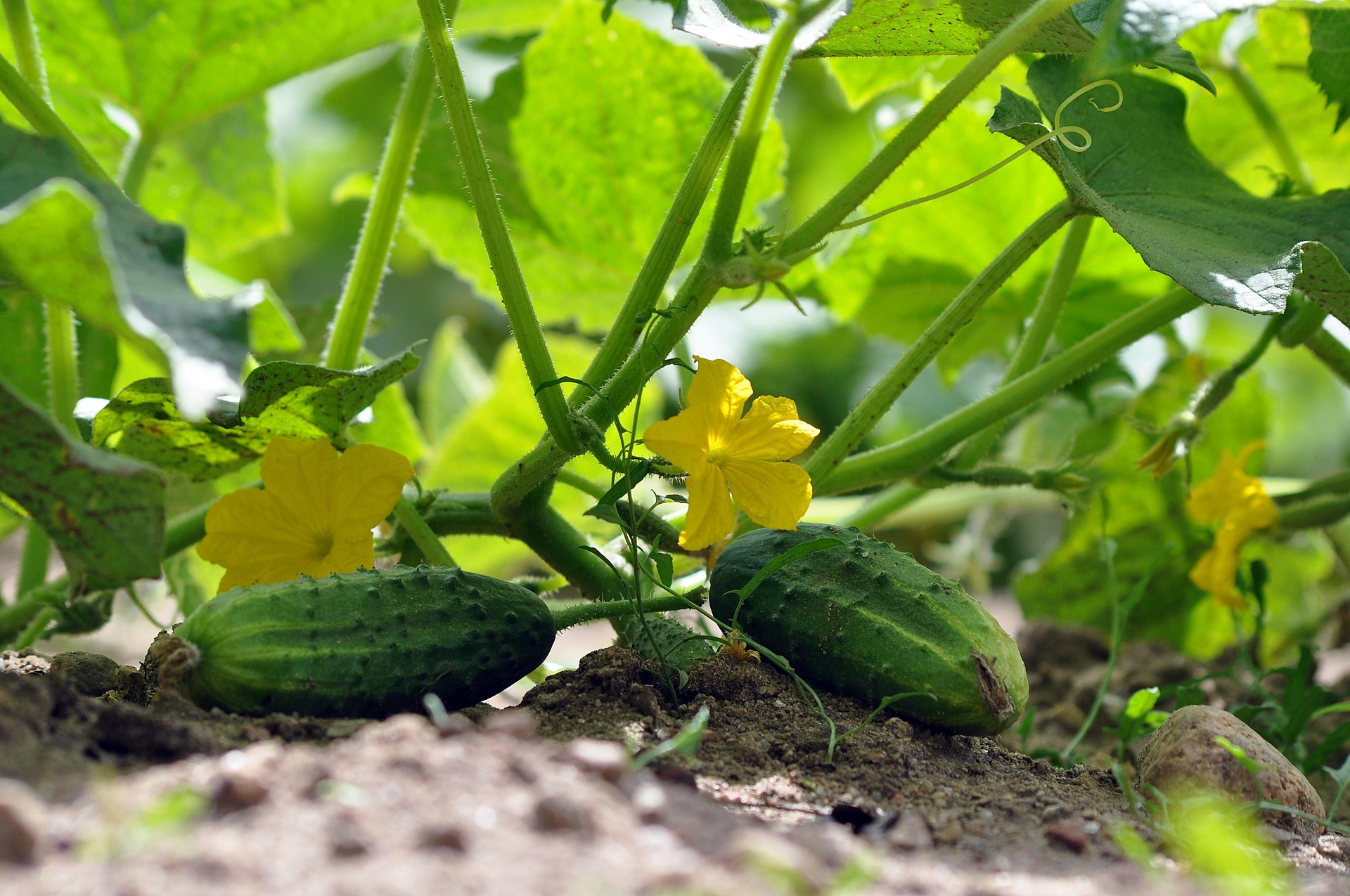 Blooming cucumber with two cucumbers