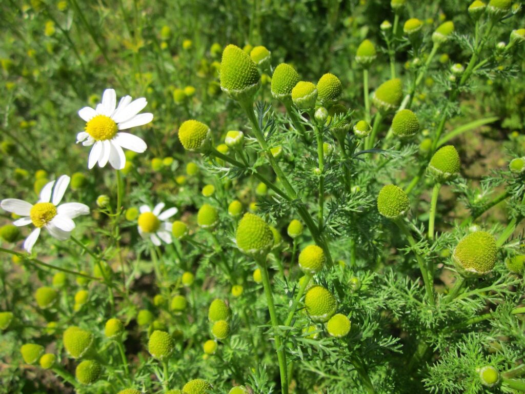 Pineappleweed