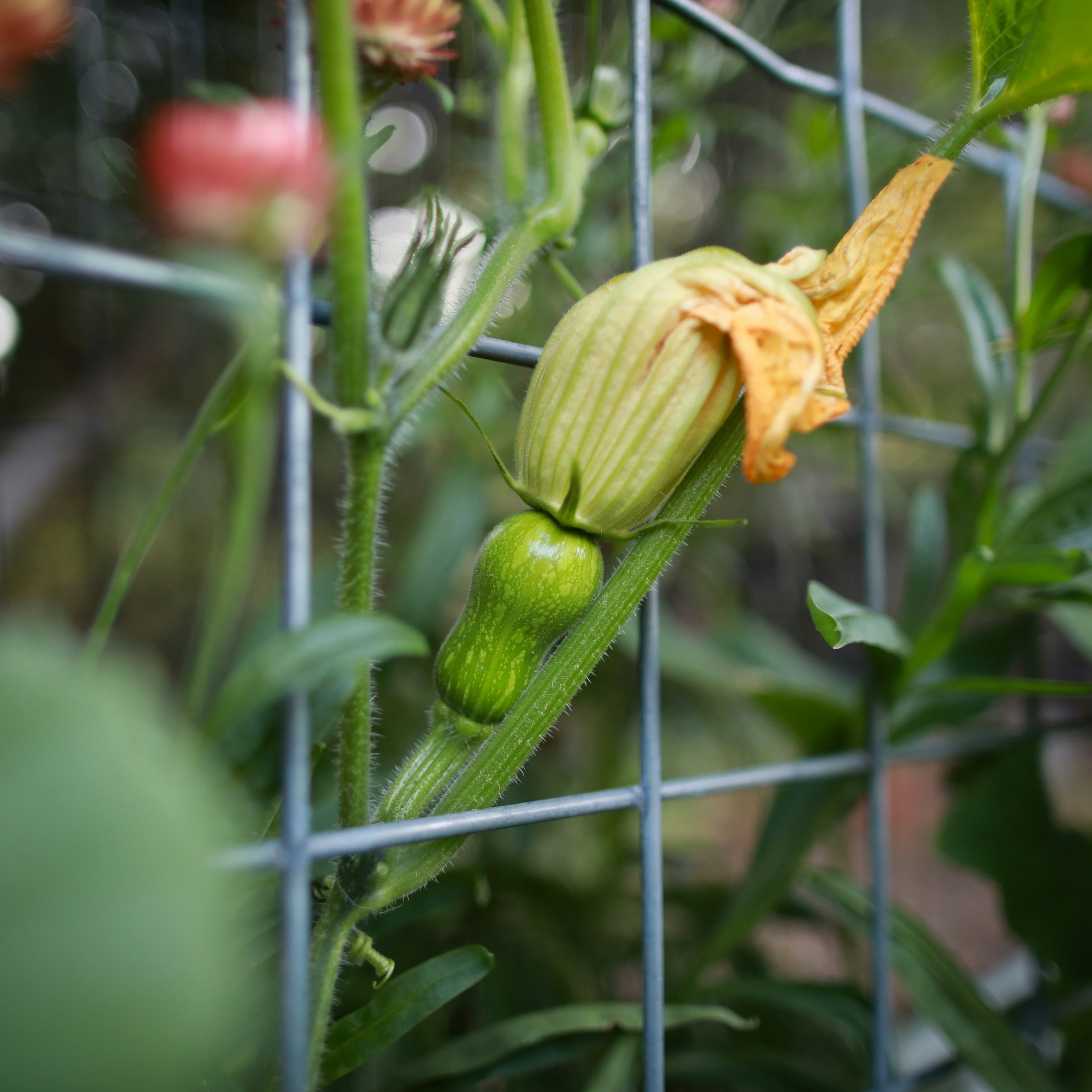 A close-up of a winter squash blossom on a trellis