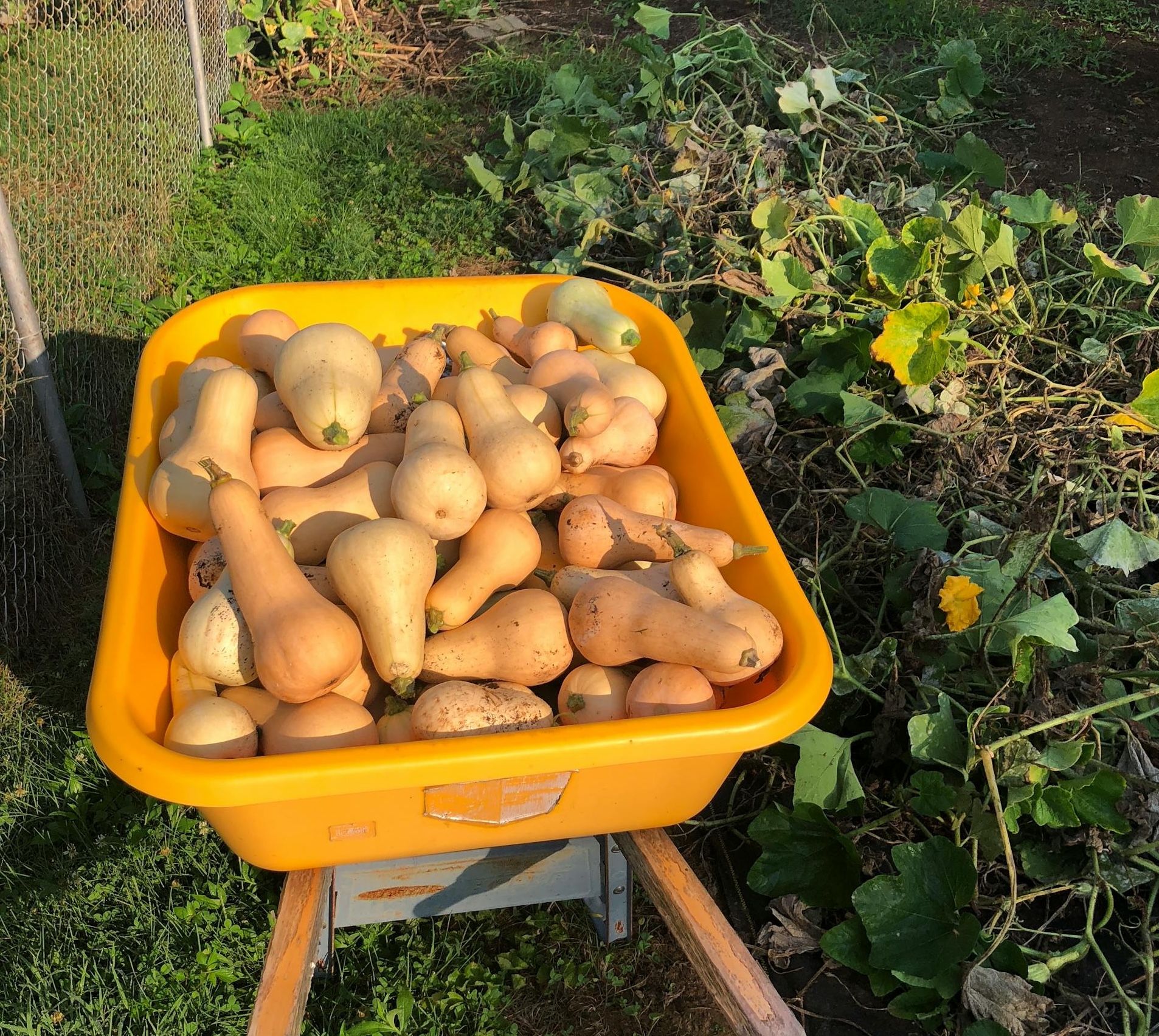 Wheelbarrow full of butternut winter squash