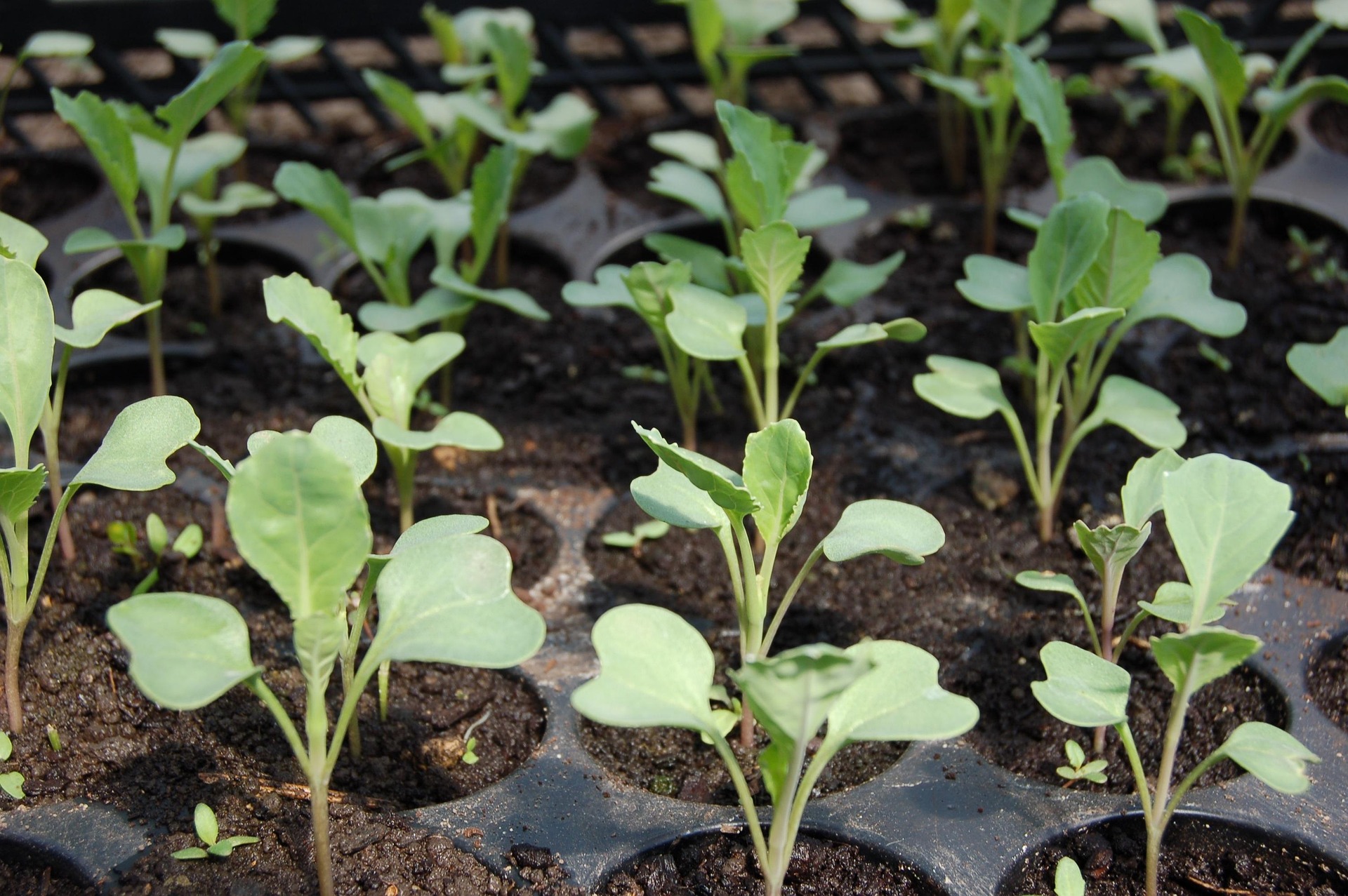 Cabbage seedlings in a plastic tray