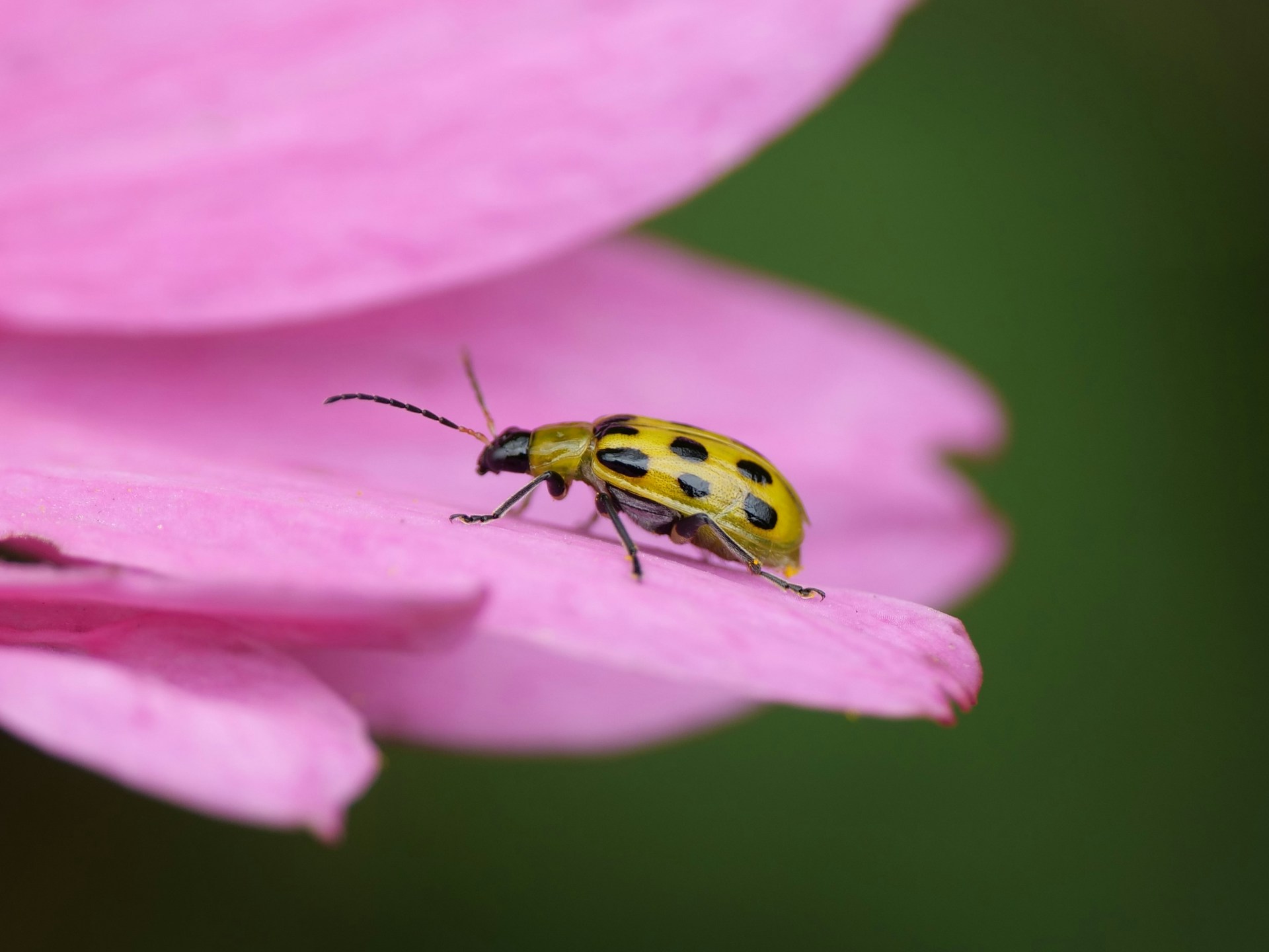 Cucumber Beetles: Administration & Prevention