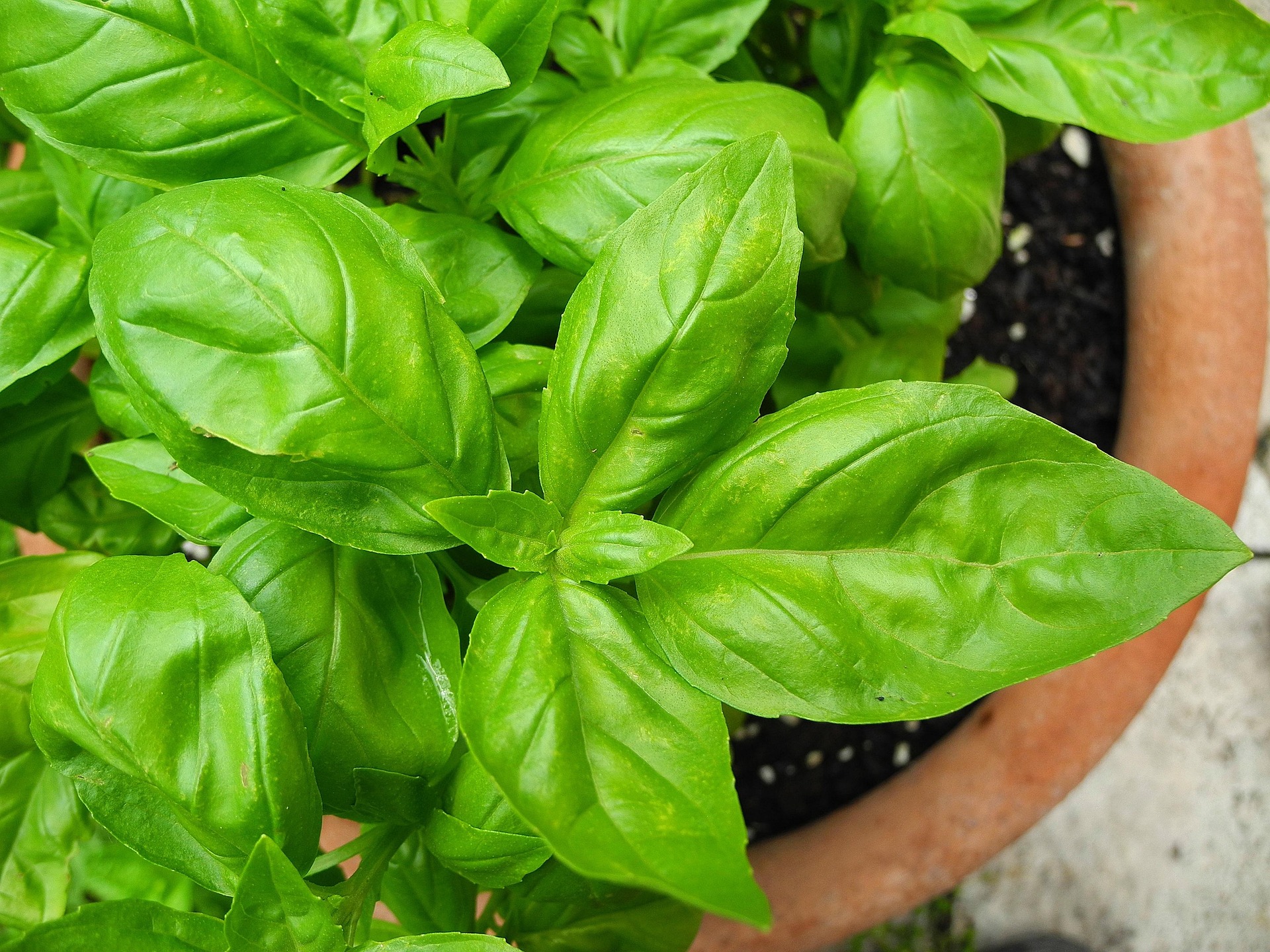 Basil in a terracotta pot.