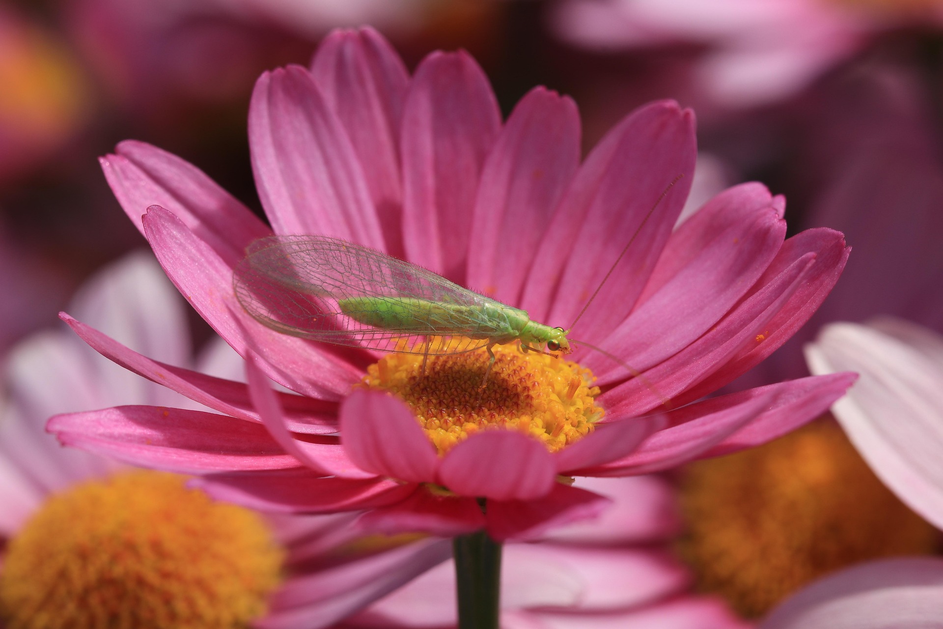 Green adult lacewing on a pink and yellow flower