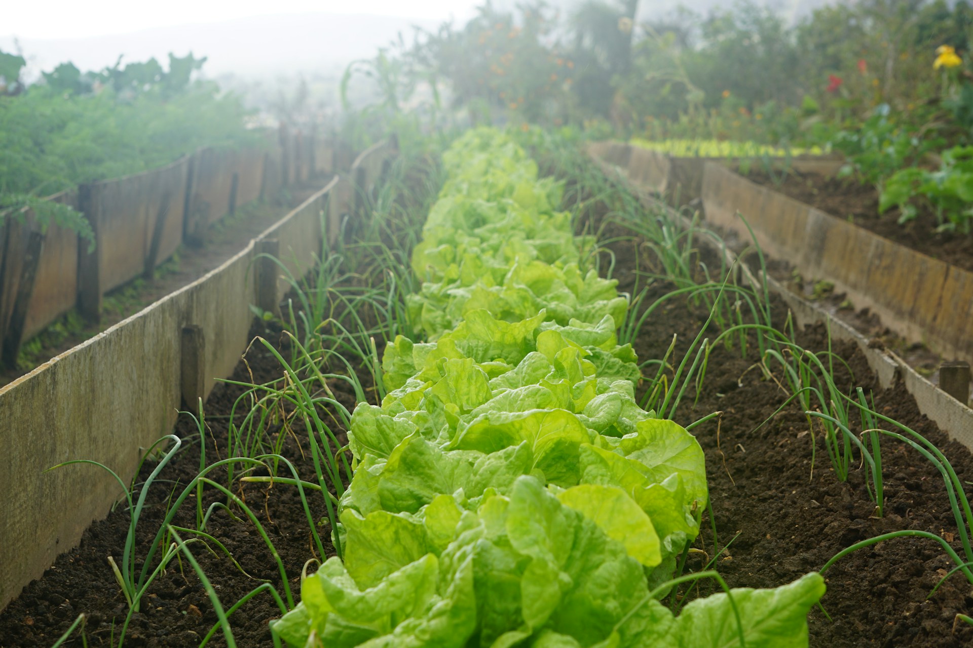 Fall crops: long rows of lettuce and onions
